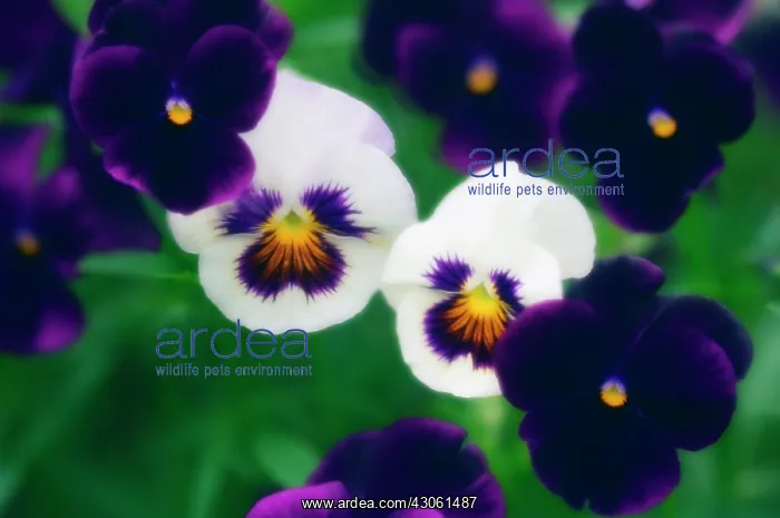 : Pansy, Viola wittrockiana : Pansy, Viola wittrockiana