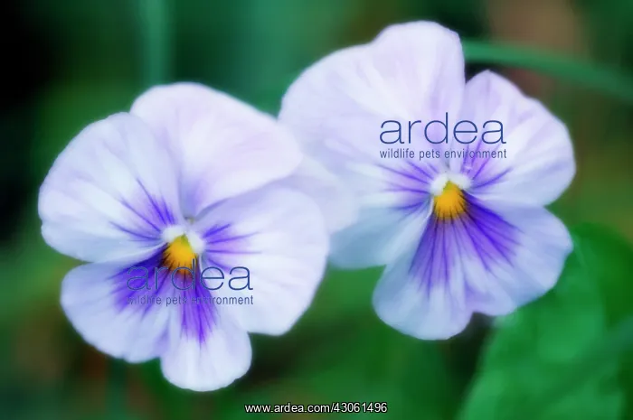 : Pansy, Viola wittrockiana : Pansy, Viola wittrockiana