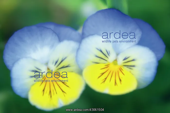  : Pansy, Viola wittrockiana