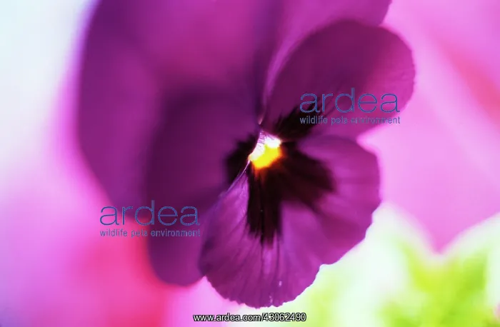 : Pansy, Viola wittrockiana : Pansy, Viola wittrockiana