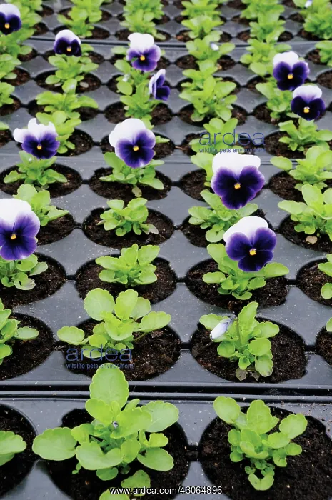: Pansy, Viola wittrockiana : Pansy, Viola wittrockiana