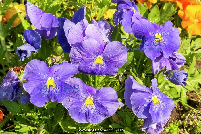 : Pansy (Viola wittrockiana) Macule lilac, flowers : Pansy (Viola wittrockiana) Macule lilac, flowers