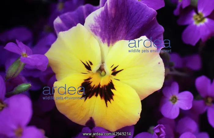 : Pansy, Viola x wittrockiana : Pansy, Viola x wittrockiana