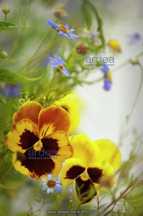 : Pansy, Viola x wittrockiana : Pansy, Viola x wittrockiana