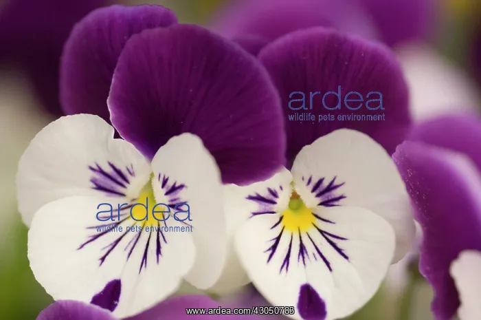 : Pansy, Viola x wittrockiana : Pansy, Viola x wittrockiana