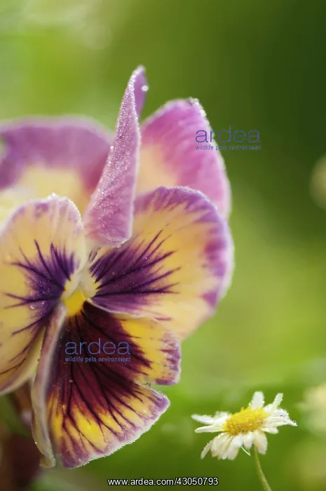 : Pansy, Viola x wittrockiana : Pansy, Viola x wittrockiana