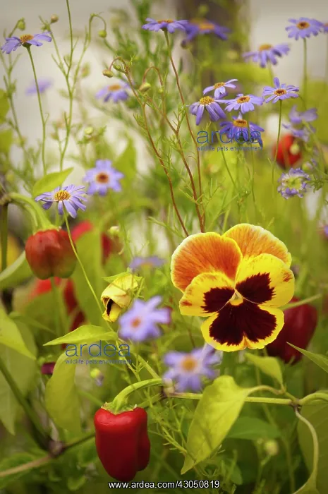 : Pansy, Viola x wittrockiana : Pansy, Viola x wittrockiana