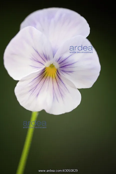 : Pansy, Viola x wittrockiana : Pansy, Viola x wittrockiana