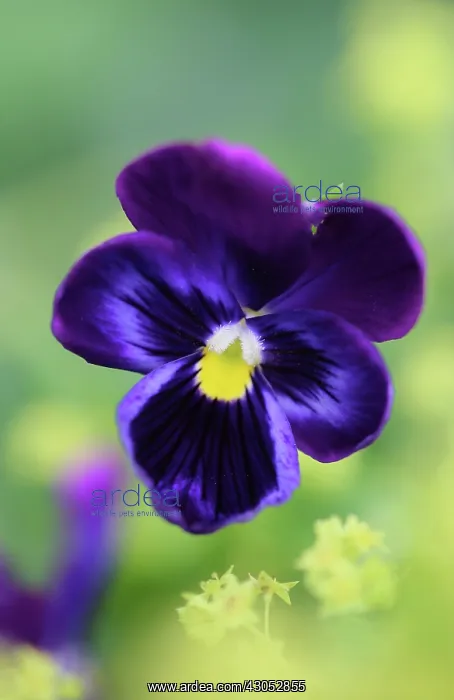 : Pansy, Viola x wittrockiana : Pansy, Viola x wittrockiana