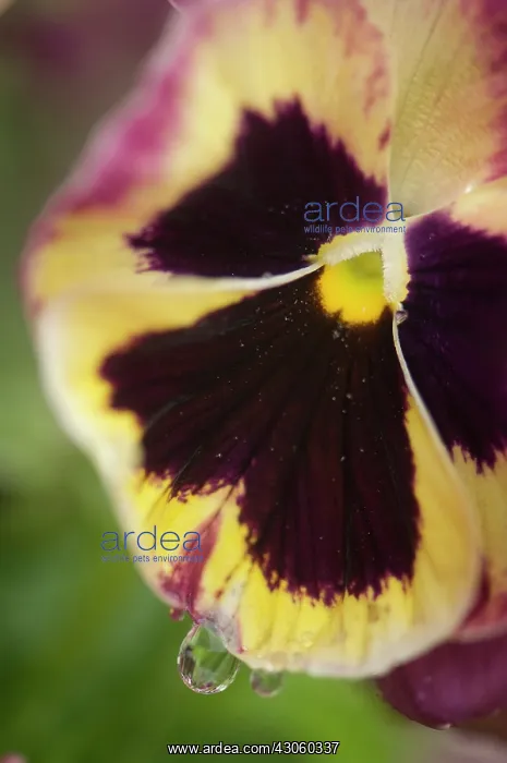 : Pansy, Viola x wittrockiana. Close cropped view of single flower with cream : Pansy, Viola x wittrockiana. Close cropped view of single flower with cream