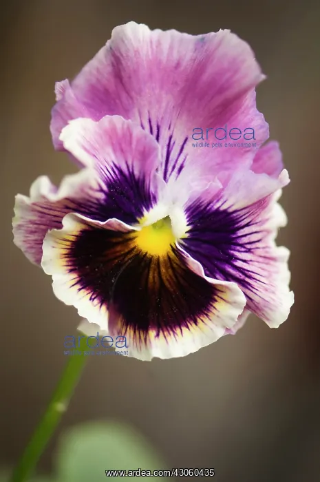  : Pansy, Viola x wittrockiana. Single flower with ruffled petals of muted purple