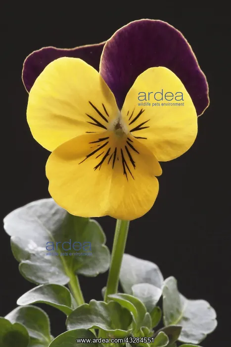 : Pansy, Viola x wittrockiana cultivar, Yellow subject : Pansy, Viola x wittrockiana cultivar, Yellow subject