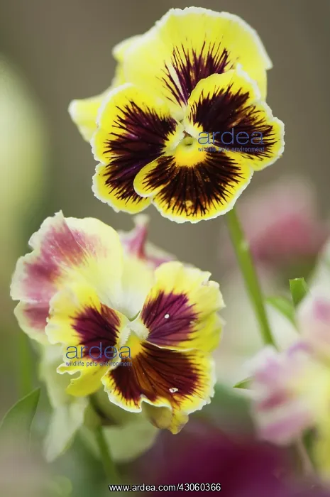 : Pansy, Viola x wittrockiana. Two flowers with areas of dark purple-brown radiating : Pansy, Viola x wittrockiana. Two flowers with areas of dark purple-brown radiating