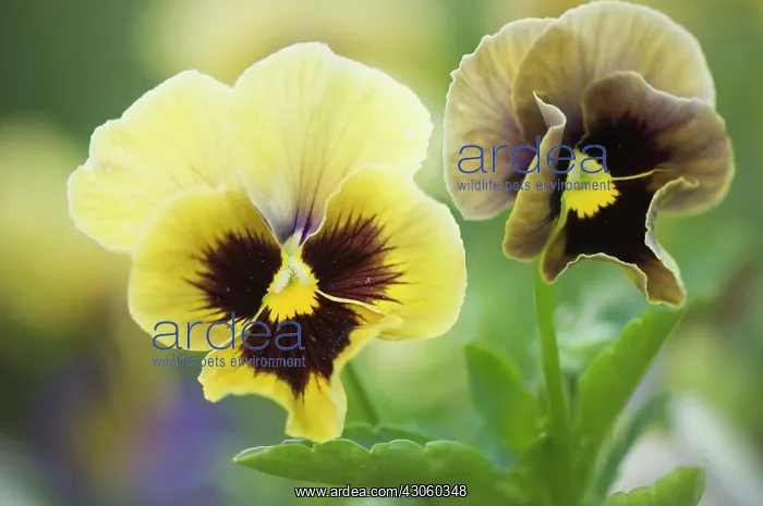: Pansy, Viola x wittrockiana. Two flowers in muted colours of yellow : Pansy, Viola x wittrockiana. Two flowers in muted colours of yellow