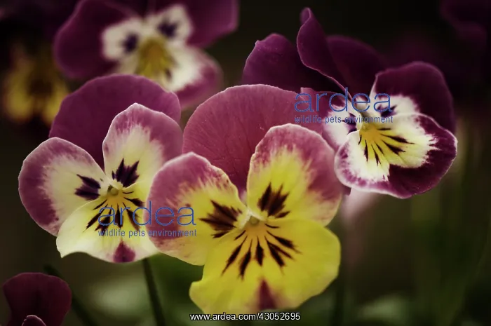 : Pansy, Viola x wittrockiana. Several flowers with petal colours of yellow : Pansy, Viola x wittrockiana. Several flowers with petal colours of yellow