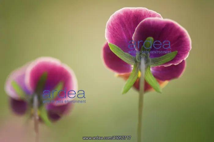 : Pansy, Viola x wittrockiana. Two flowers viewed : Pansy, Viola x wittrockiana. Two flowers viewed