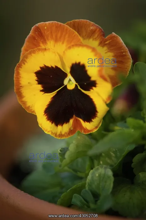 : Pansy, Viola x wittrockiana. Single flower of deep yellow colour edged in reddish brown : Pansy, Viola x wittrockiana. Single flower of deep yellow colour edged in reddish brown