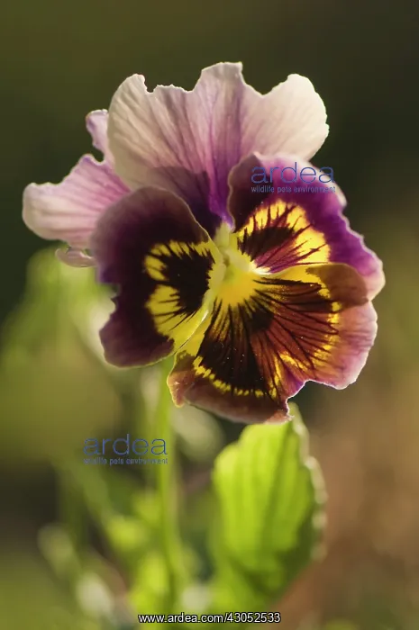 : Pansy, Viola x wittrockiana. Single flower with ruffled purple-brown : Pansy, Viola x wittrockiana. Single flower with ruffled purple-brown