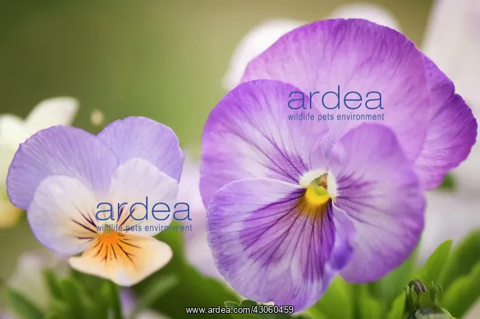 : Pansy, Viola x wittrockiana beside another smaller Viola with pale : Pansy, Viola x wittrockiana beside another smaller Viola with pale