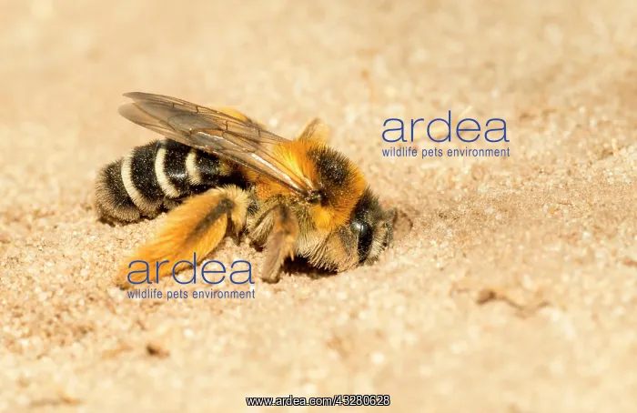 : Pantalon bee (Dasypoda hirtipes), female digs nesting : Pantalon bee (Dasypoda hirtipes), female digs nesting