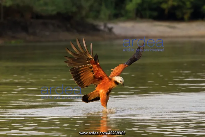 : Pantanal, Brazil, Black-collared Hawk, Busarellus : Pantanal, Brazil, Black-collared Hawk, Busarellus