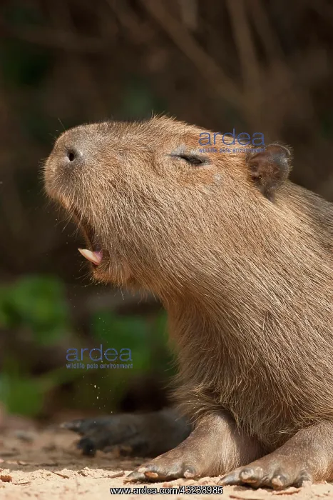 : Pantanal, Brazil, Capybara, Hydrochoerus : Pantanal, Brazil, Capybara, Hydrochoerus