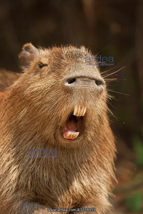 : Pantanal, Brazil, Capybara, Hydrochoerus : Pantanal, Brazil, Capybara, Hydrochoerus