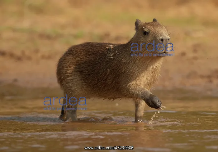 : Pantanal, Brazil, Capybara, Hydrochoerus : Pantanal, Brazil, Capybara, Hydrochoerus