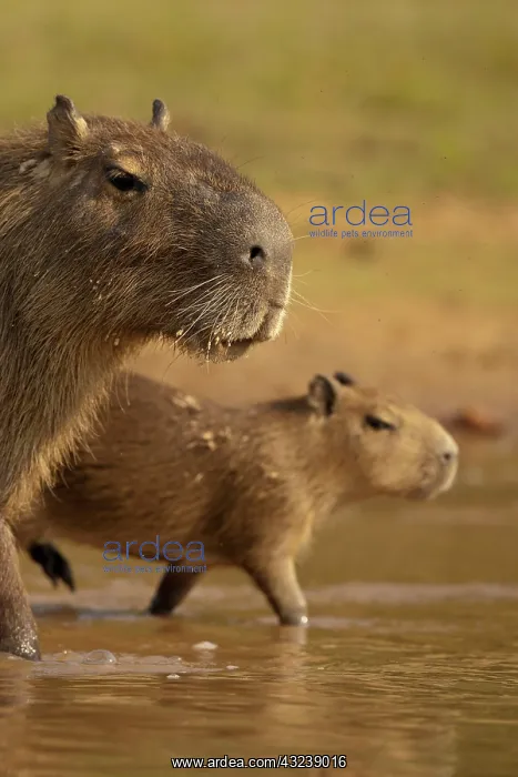 : Pantanal, Brazil, Capybara, Hydrochoerus : Pantanal, Brazil, Capybara, Hydrochoerus