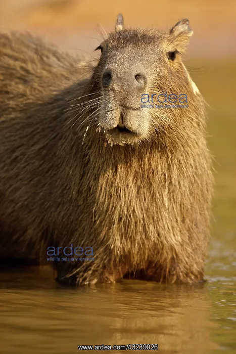 : Pantanal, Brazil, Capybara, Hydrochoerus : Pantanal, Brazil, Capybara, Hydrochoerus