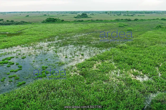 : Pantanal Wetlands, dry season, Mato Grosso, Brazil : Pantanal Wetlands, dry season, Mato Grosso, Brazil