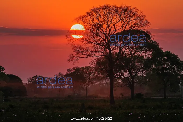 : Pantanal Wetlands with trees, sunset, dry season : Pantanal Wetlands with trees, sunset, dry season