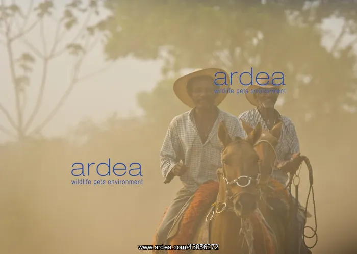 : Pantaneiros riding horses in Pantanal Brazil : Pantaneiros riding horses in Pantanal Brazil