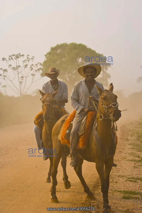 : Pantaneiros riding horses in Pantanal Brazil : Pantaneiros riding horses in Pantanal Brazil
