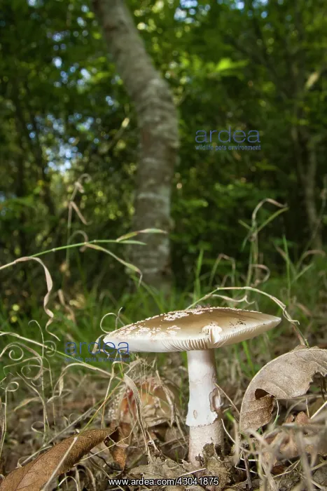  : Panther Cap in forest