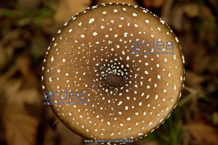 : Panther cap fungus : Panther cap fungus