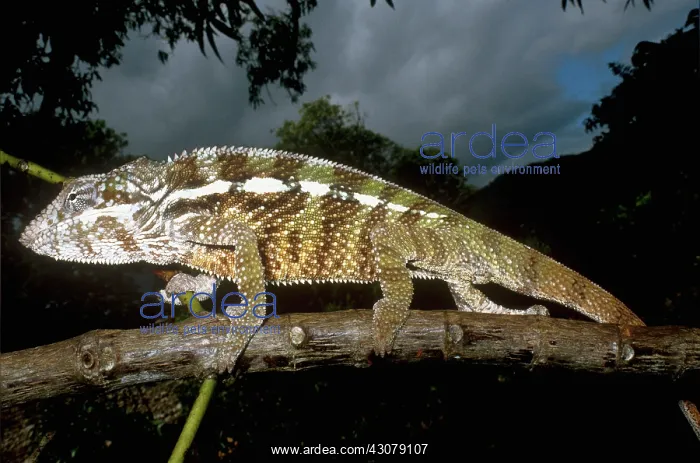 : Panther Chameleon : Panther Chameleon