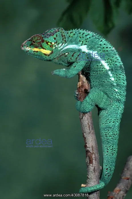 : Panther Chameleon : Panther Chameleon