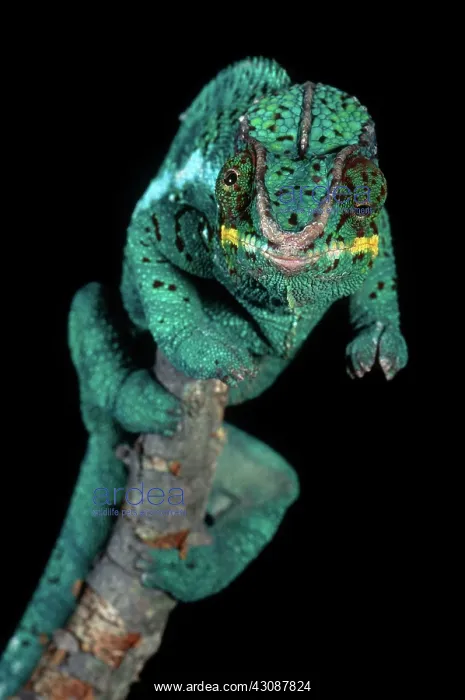 : Panther Chameleon : Panther Chameleon