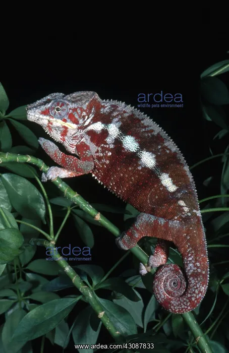 : Panther Chameleon : Panther Chameleon