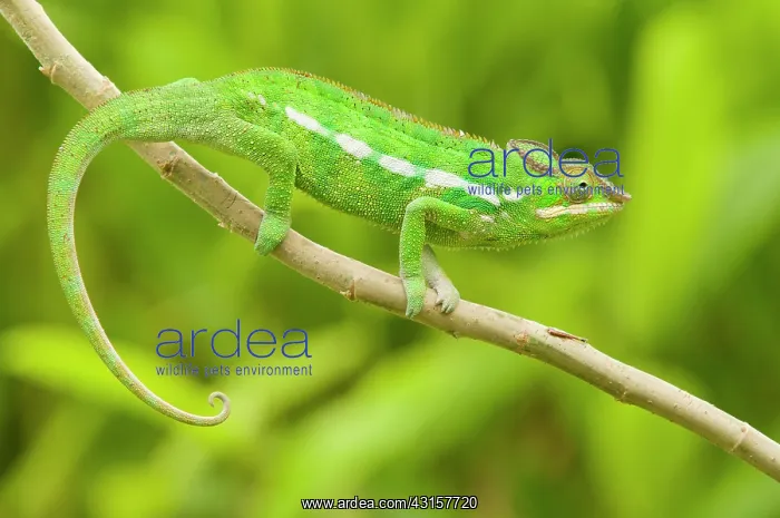 : Panther Chameleon : Panther Chameleon