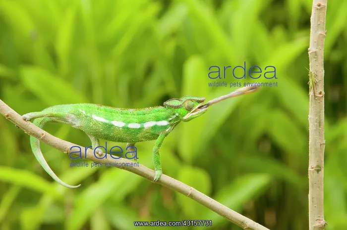 : Panther Chameleon : Panther Chameleon
