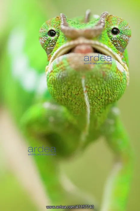  : Panther Chameleon