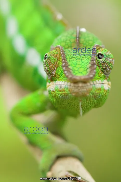 : Panther Chameleon : Panther Chameleon