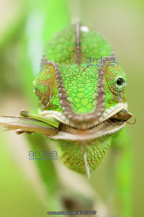 : Panther Chameleon : Panther Chameleon
