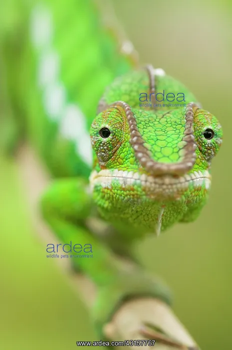 : Panther Chameleon : Panther Chameleon