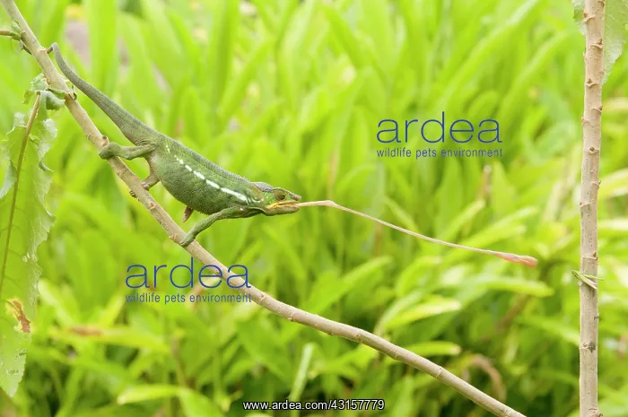 : Panther Chameleon : Panther Chameleon