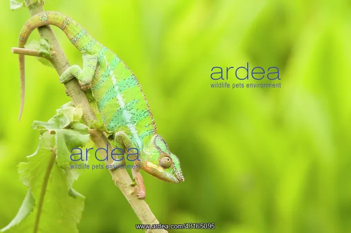 : Panther Chameleon : Panther Chameleon