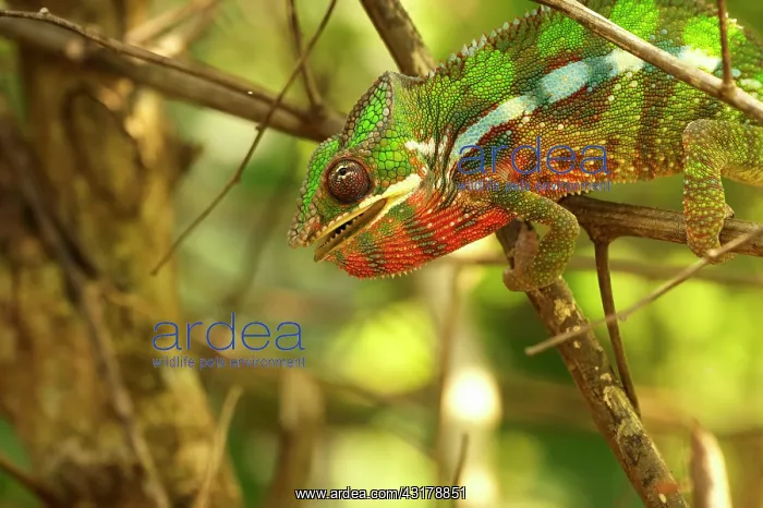 : Panther Chameleon : Panther Chameleon