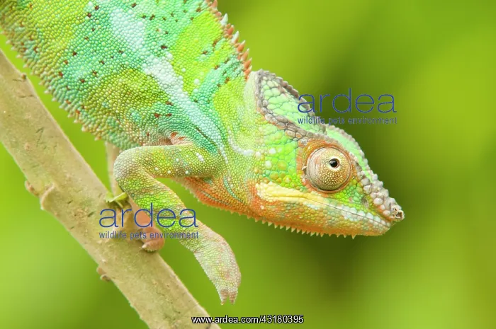: Panther Chameleon : Panther Chameleon